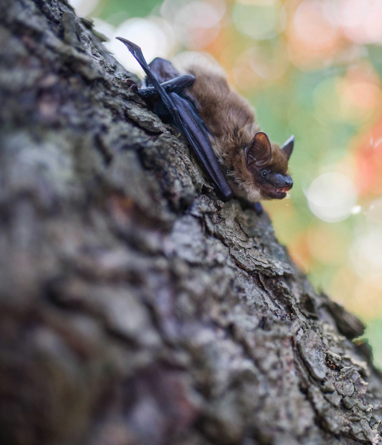 Bats removal in Ottawa & Gatineau Aspen Wildlife Control