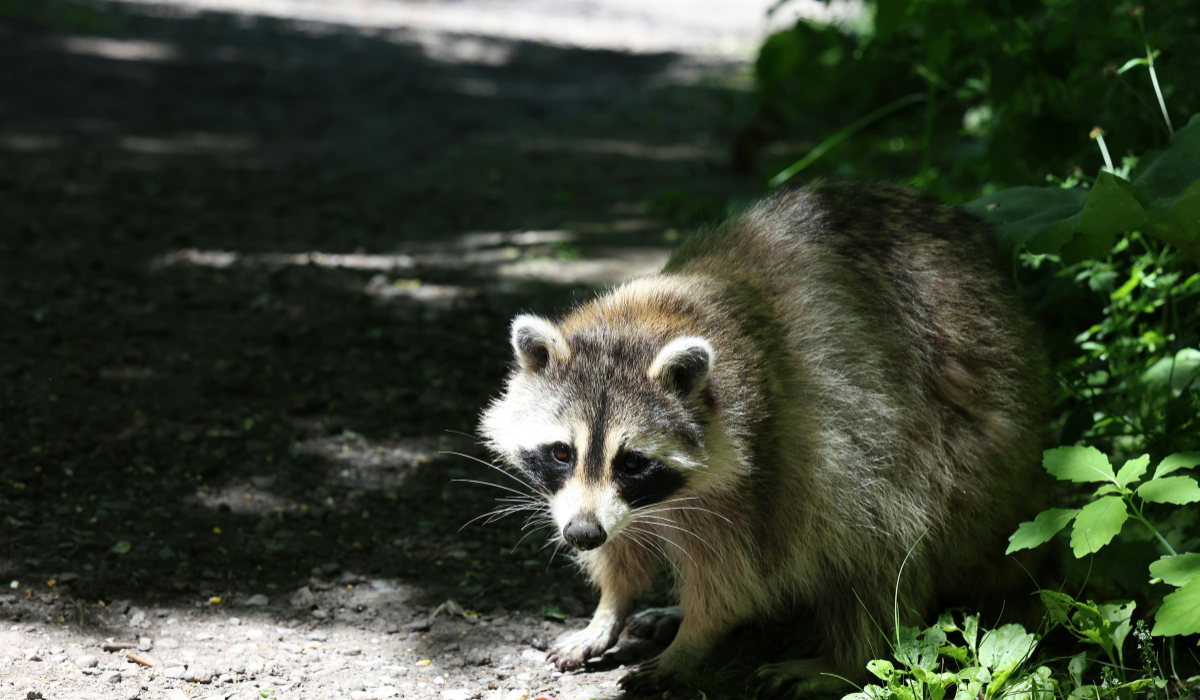 Wildlife removal near me