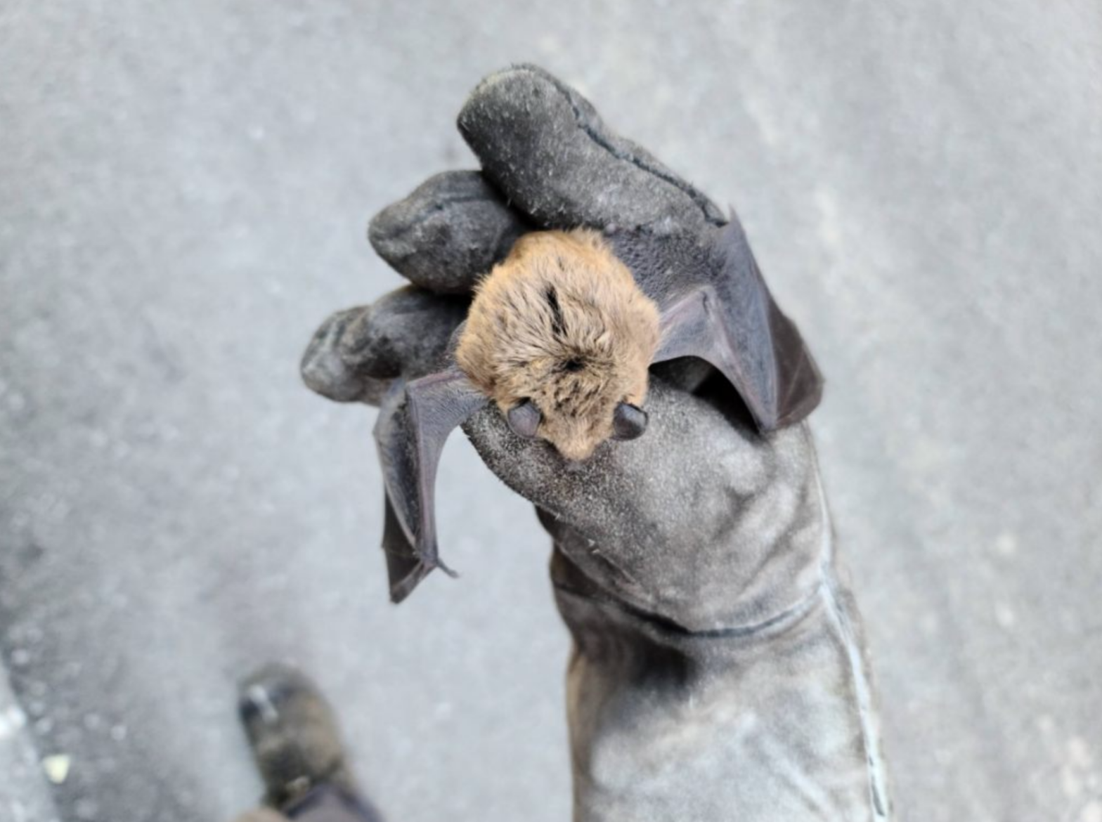 Bats removal ottawa-gatineau