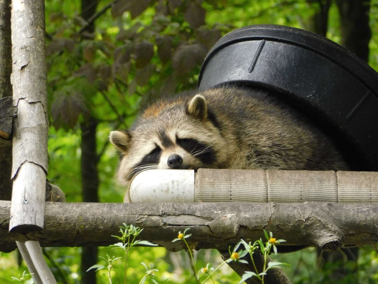 raccoon raton laveur