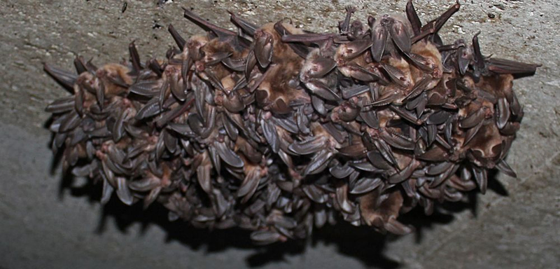 Une colonie de chauves-souris à l'intérieur d'un bâtiment, montrant pourquoi connaître le meilleur moment pour le retrait des chauves-souris permet de protéger votre maison et d'éviter les risques de contamination.