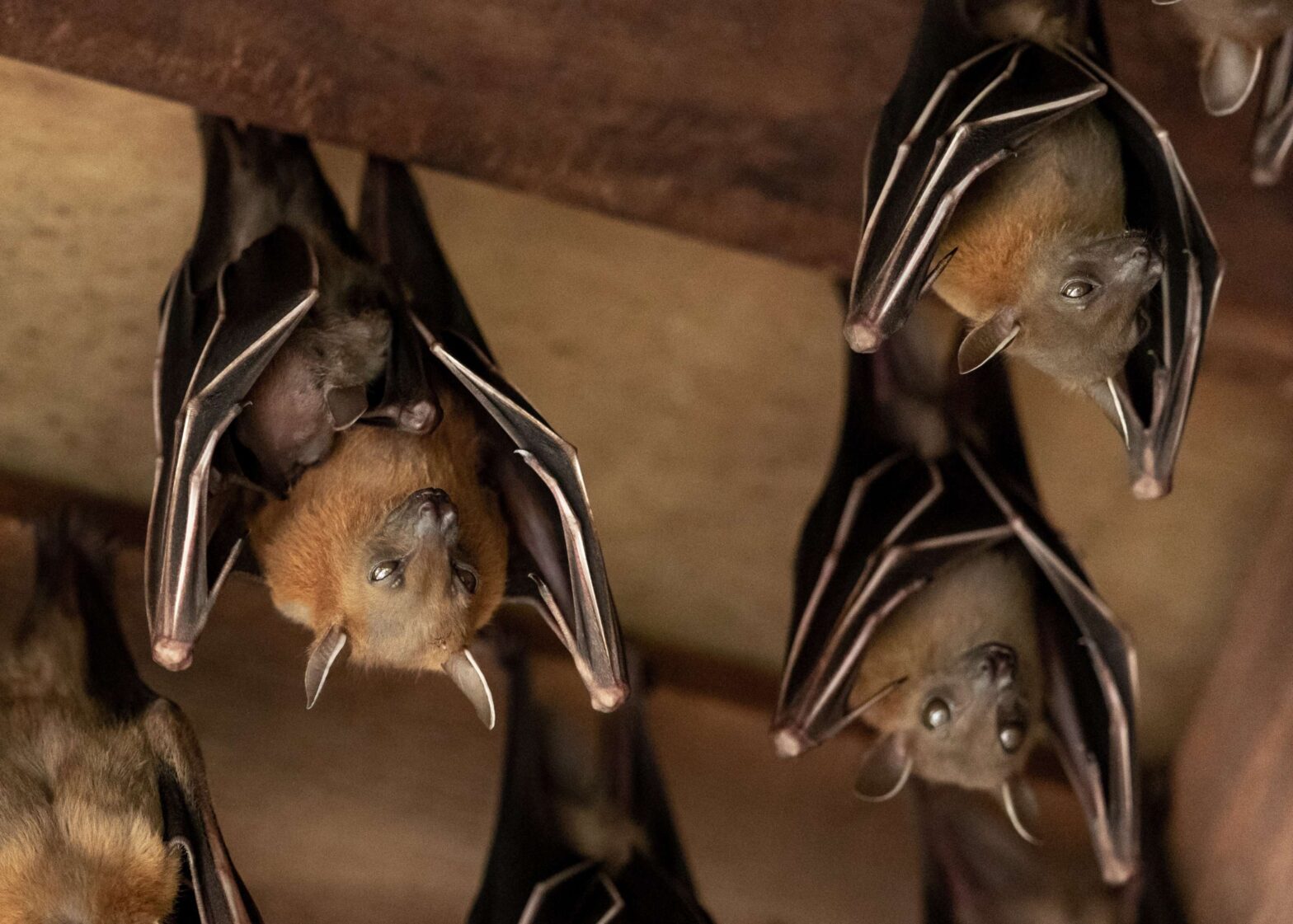 Repérer les points d’entrée de chauves-souris autour d’une maison est essentiel pour comprendre comment elles réussissent à entrer.