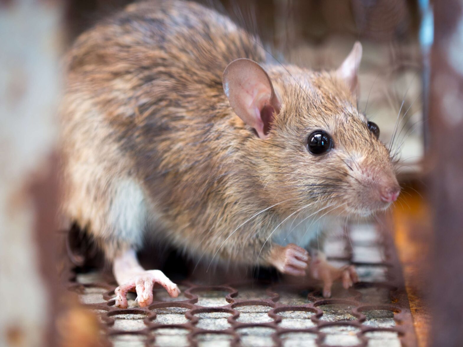 Understanding how mice enter homes during colder months is the first step toward effective mice removal and preventing future infestations.
